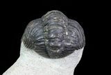 Bargain, Austerops Trilobite - Morocco #68758-2
